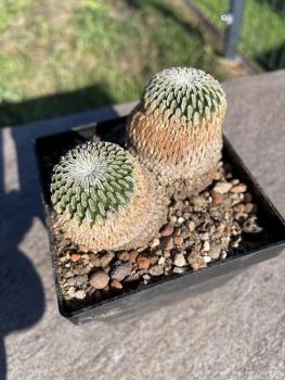 Turbinicarpus pseudopectinatus